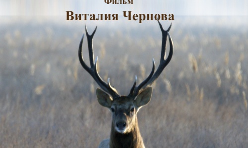 «Қазақстан табиғаты: Хангүл соңынан» атты деректі фильмнің көрсетілімі өтеді